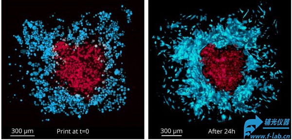 3D生物打印机结果2