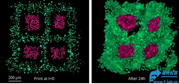 生物3D打印机结果